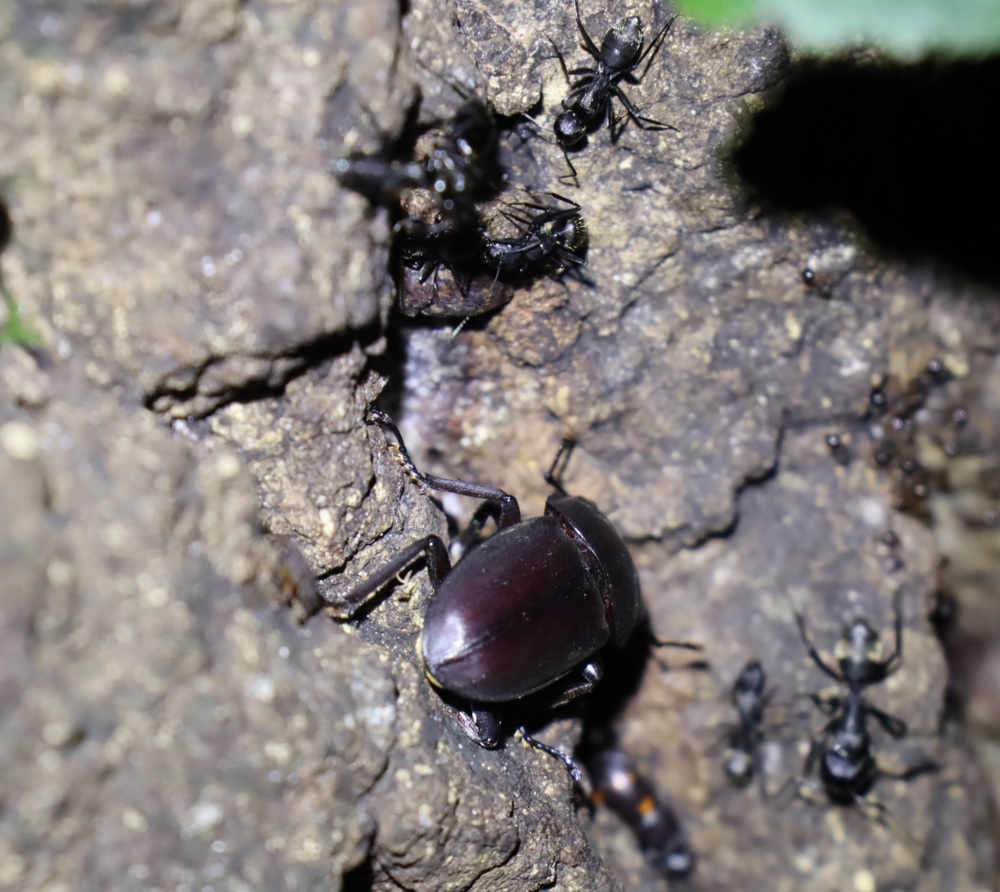 コクワガタ♂_No.3のクヌギ_クワガタ達のオアシス_2023年10月5日18時40分 気温19.2度